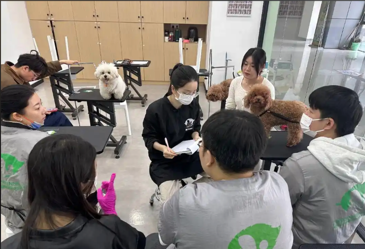 兰州市宠物美容宠物美容培训学校 - 一站式服务